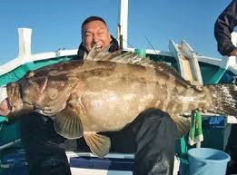 釣り 148センチの大物クエ 釣りとバイクが趣味なんだ