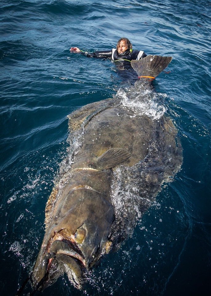 ノルウェー沖の巨大カレイ 最近話題の巨大魚 サメを食べる大魚 釣りとバイクが趣味なんだ