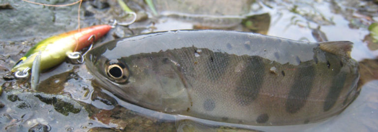 【豊島園】どうなる？ としまえんフィッシングエリア【閉園】 釣りとバイクが趣味なんだ。