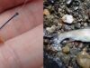 【渓流釣り】ミルワームで渓流魚が釣れます！