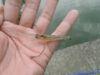 【川里中央公園】鴻巣でテナガエビを釣る【弁天池】
