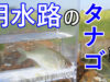 【釣り】川島町（埼玉県）の用水路でタナゴが釣れました！【リベンジ編】