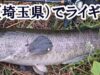 【釣り】雷様！　びん沼川（埼玉県）でライギョを釣る！【t1 Fishing Life⑨】