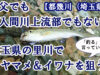 【釣り場紹介】もはや秩父に行かない埼玉の里川でヤマメ＆イワナを狙う【都幾川（埼玉県）】