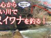 【菅野川（＆桂川）】都心から1時間ちょいの川で尺イワナを釣る【都留漁協（山梨県）】