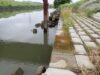 【釣り場ガイド】新河岸川（埼玉県）でテナガエビを狙う！【テナガエビ】