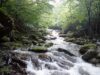 【渓流】評判がよい真木川（山梨県／桂川漁協）は評判どおりの好釣り場でした【釣り場ガイド】